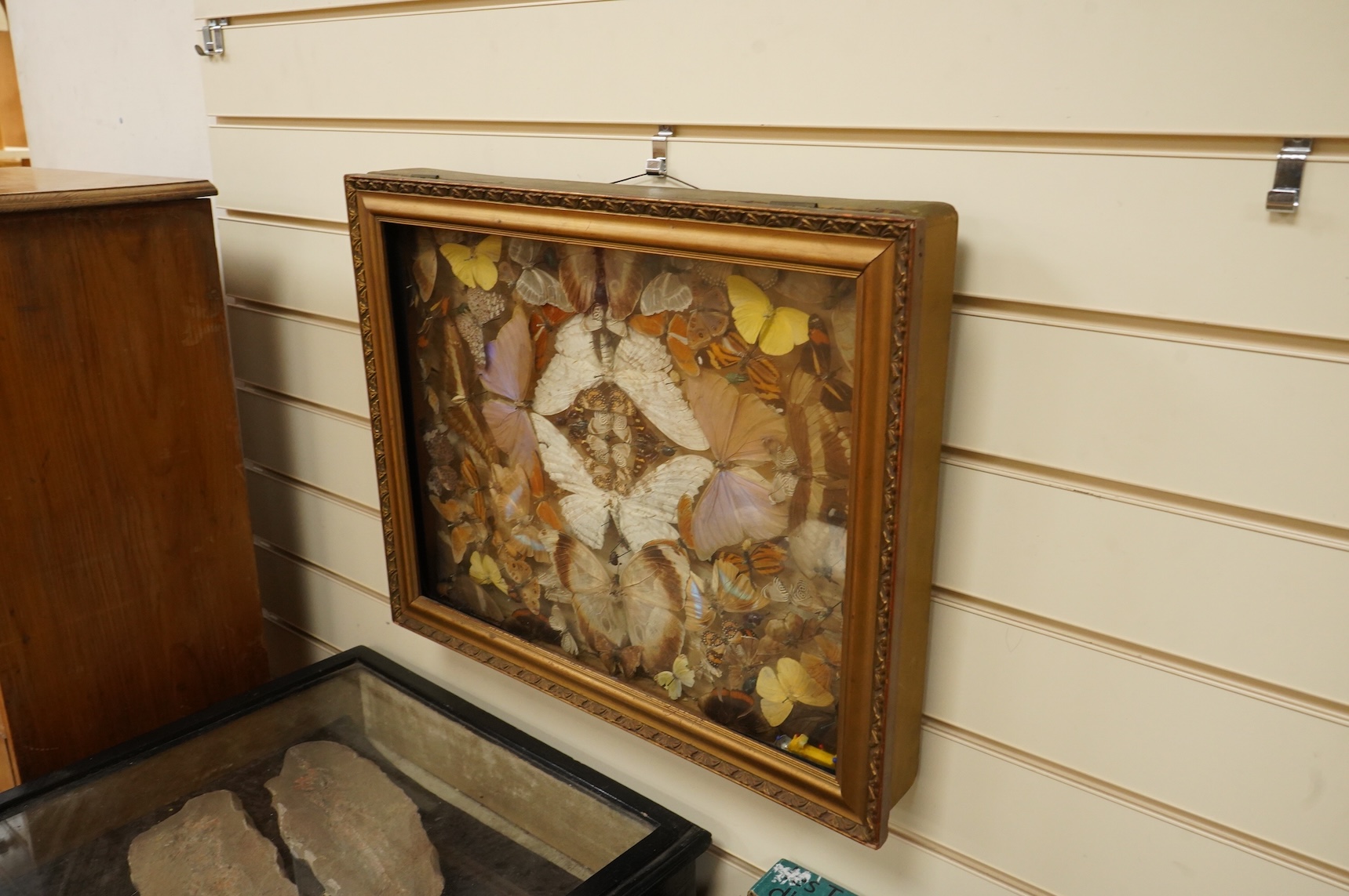 A Victorian taxidermy butterfly, moth and beetle display, contained within a shallow gilt framed cabinet, 52cm wide, 41.5cm high, 8cm deep